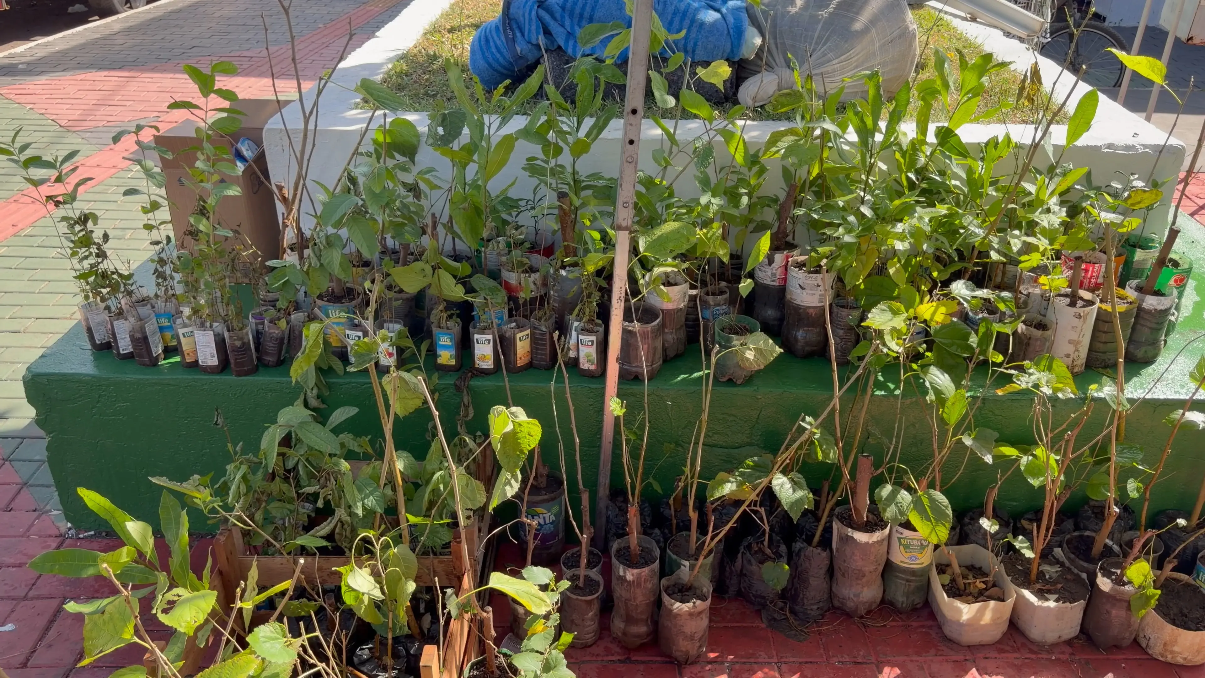 Semana do Meio Ambiente começa com arrecadação de recicláveis e distribuição de mudas em VG